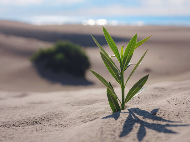 Planta fresca en el desierto de arena en la playa de Patara Turquía. nuevo concepto de vida o esperanza - Foto, Imagen