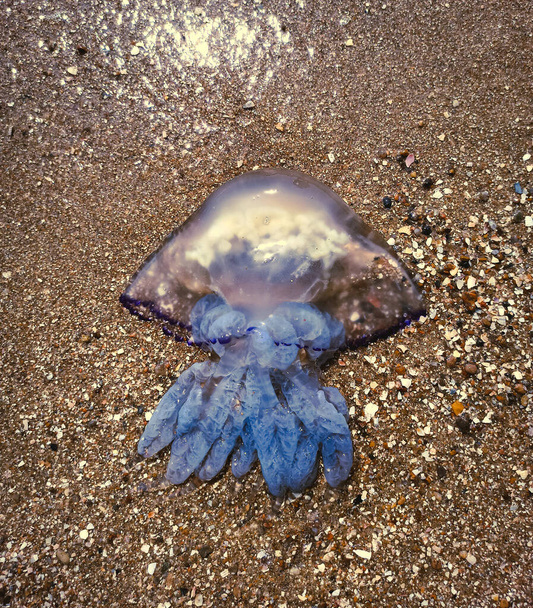 クラゲだ。大きな毒のある黒海の紫色のクラゲが嵐によって岸に流されました - 写真・画像