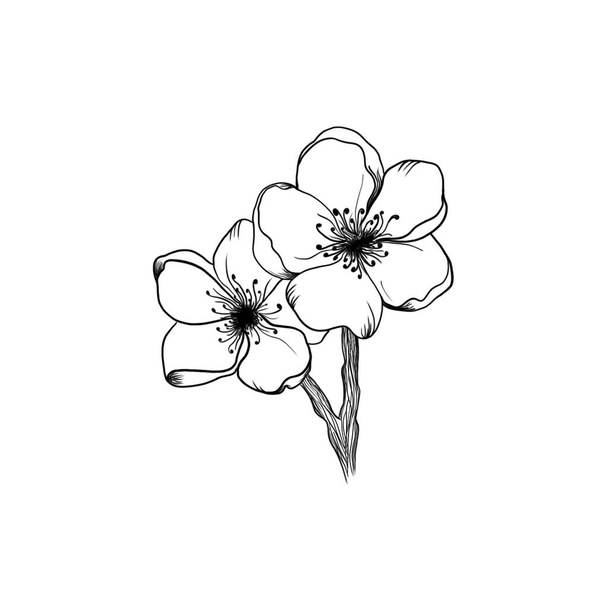 Ανθισμένο κλαδί βερίκοκου λεπτομερές σχεδιαστικό σκίτσο σε λευκό φόντο. ιδέα για φυτικό τατουάζ. σχέδιο πρόσκλησης γάμου sketch bloom. Βοτανική σύνθεση για κάρτα, πρόσκληση, λογότυπο, εκτύπωση υφασμάτων. - Φωτογραφία, εικόνα