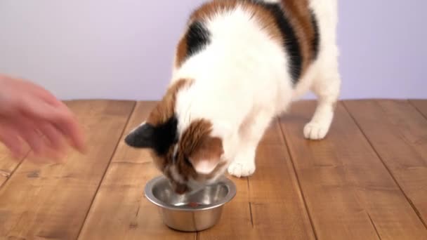 Kočka jí kočičí jídlo z nerezové oceli mísy. - Záběry, video
