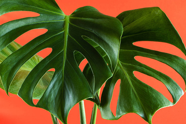 Monstera deliciosa on colored coral or orange background. Green leaves of trendy tropical plant. Summer backdrop for design. - Fotoğraf, Görsel