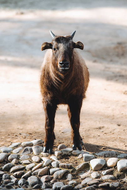 Young calf of Mishmi Takin (Budorcas taxicolor taxicolor) standing in the sand in front perspective - Photo, image