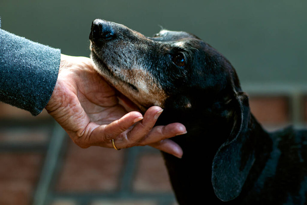 Χέρι που κρατάει το πρόσωπο ενός σκύλου. Το χέρι είναι κοντινό (επιλεκτική εστίαση) ).  - Φωτογραφία, εικόνα