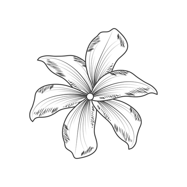 flower sketch style icon isolated - Vector, afbeelding