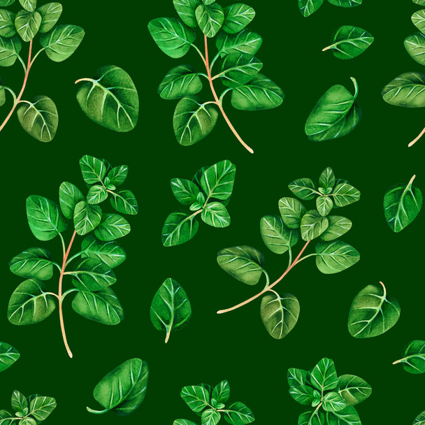 Seamless pattern of Oregano. Watercolor vintage illustration. Isolated on a green background. For your design. Suitable for cookbooks, recipes, aprons, kitchen accessories, spice packs. - 写真・画像