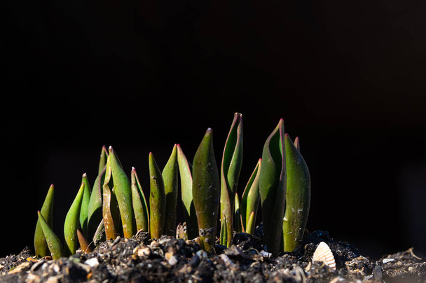Маленькие зеленые побеги пробираются через землю ранней весной в саду. Маленькие ростки тюльпанов. Цветоводство и садоводство, рождение новой жизни. - Фото, изображение