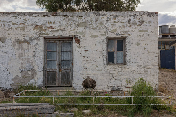 молодой большой реей перед старым домом в Патагонии, Аргентина - Фото, изображение