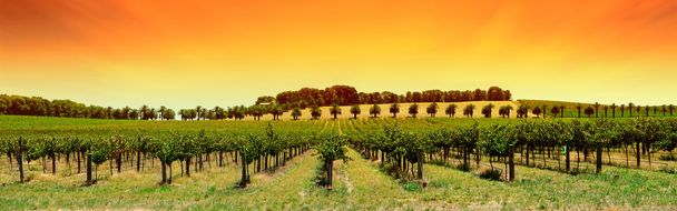 Виноградник Панорама захід сонця
 - Фото, зображення