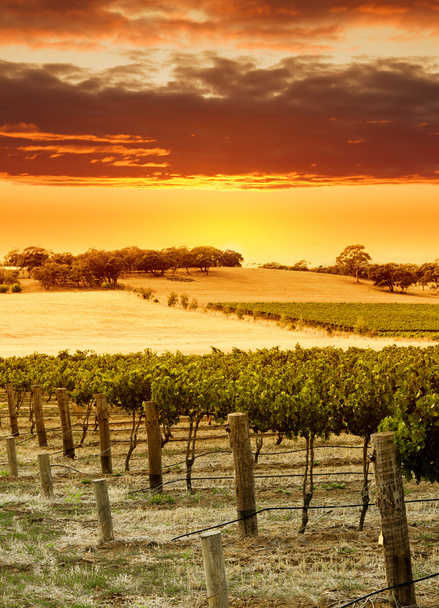 wijngaard zonsondergang - Foto, afbeelding