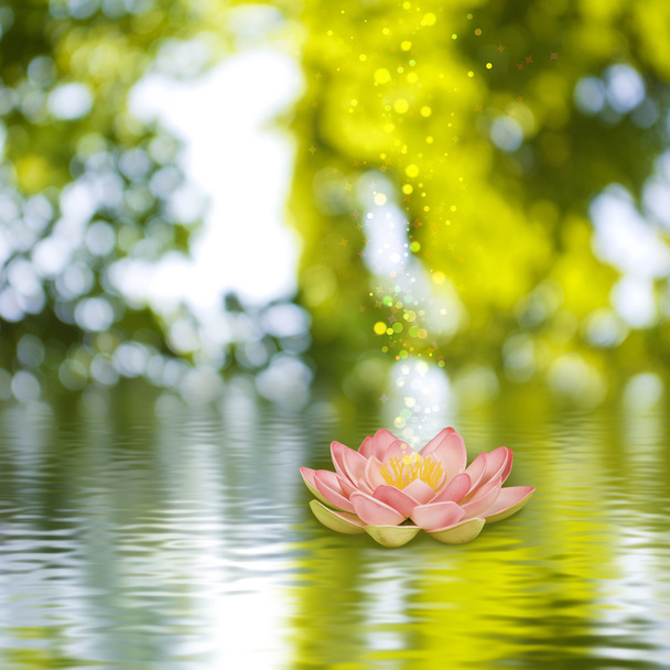 Цветок лотоса на воде  - Фото, изображение