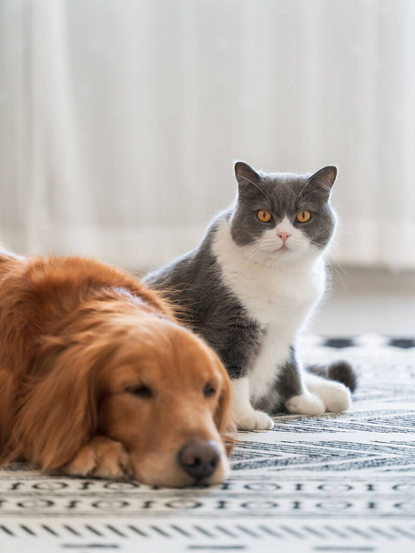 The British short haired cat and the golden retriever get close together - Foto, immagini