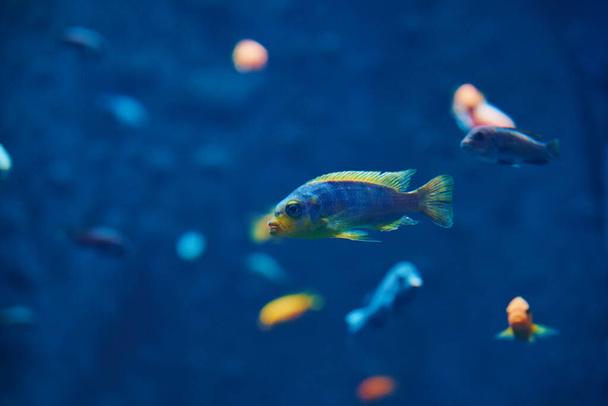 Красочные рыбы в глубине под водой, морские рыбы в зоопарке аквариум, близко - Фото, изображение
