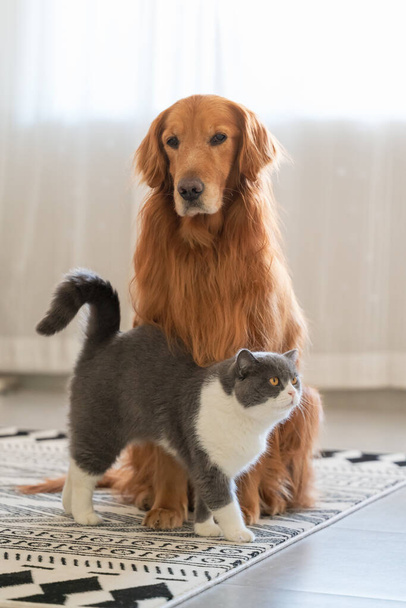 The British short haired cat and the golden retriever get close together - Fotografie, Obrázek