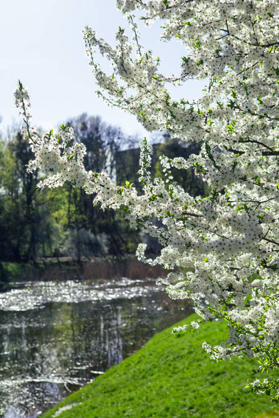arbre fleuri avec des fleurs blanches près du lac jour ensoleillé printemps arrive - Photo, image