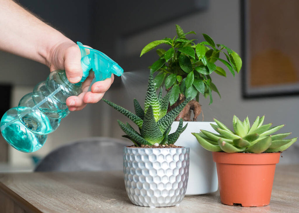 A man sprays houseplants with water. Hobby, men's housework. Close-up - Фото, зображення