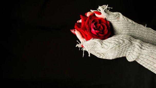 Woman in sweater with red rose on black background. From above of red rose in hand on black background. - Valokuva, kuva
