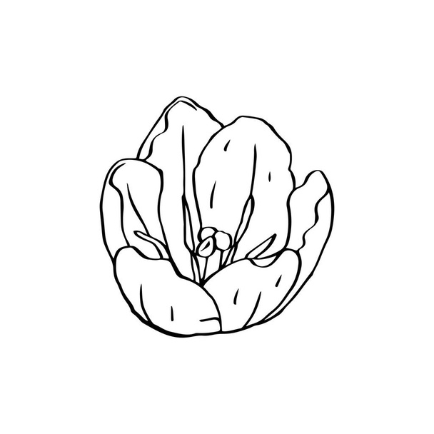 Ligne monochrome fleur de tulipe d'art isolé sur blanc - Vecteur, image