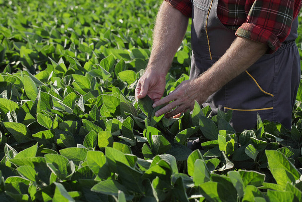 Landwirt oder Agrarwissenschaftler berühren und untersuchen grüne Sojabohnenpflanze auf dem Feld - Foto, Bild