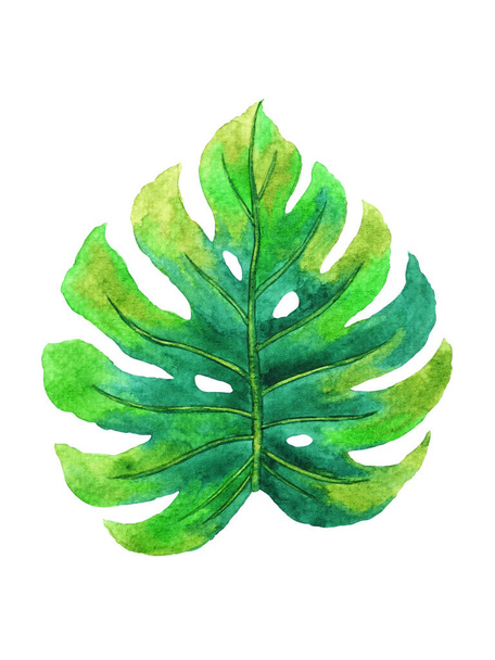 monstera tropical floral flower leaf green natural nature garden plant foliage watercolor painting tree houseplant illustration design background decoration art pattern - Photo, Image
