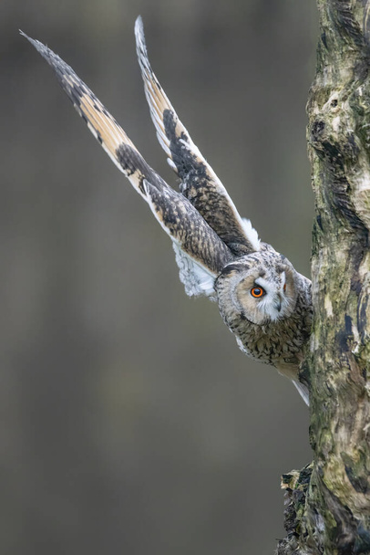 Belle Chouette à longues oreilles (Asio otus) sur une branche dans la forêt du Brabant du Noord aux Pays-Bas. Je regarde dans la caméra. Jette un coup d'oeil à un hibou. Cacher et chercher la chouette. - Photo, image