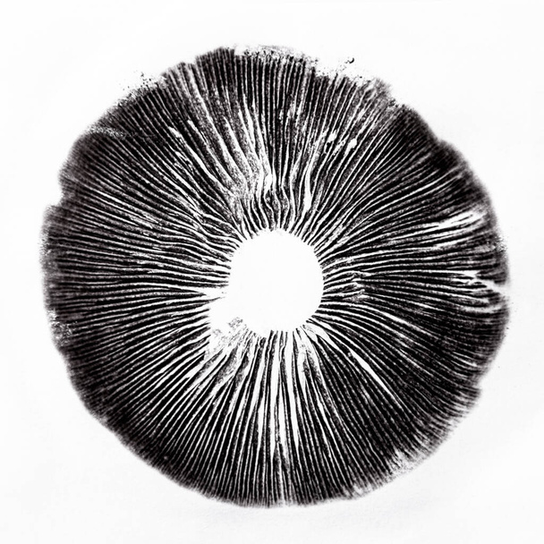 sporenprint psilocybe cubensis paddo 's sporen - Foto, afbeelding