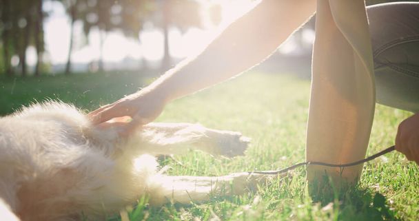 Las manos del hombre de primer plano sujetan la correa frotan a la mascota. Perro esponjoso yaciendo hierba verde en el parque - Foto, imagen