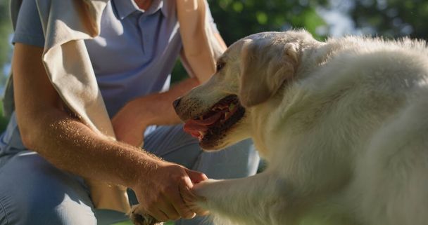 Closeup adorable dog put paw in owner hand. Man shaking grip sitting in park - Photo, Image
