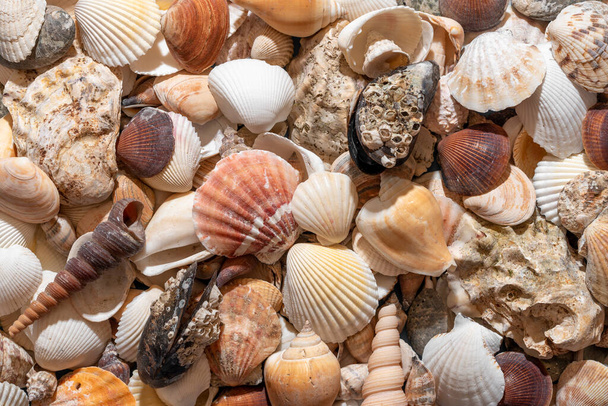 Fondo de verano con un montón de conchas marinas. Fondo abstracto con una gran variedad de conchas, vista superior - Foto, imagen
