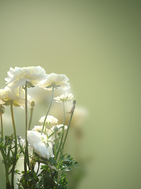 Setacciare fiori sfondo
 - Foto, immagini