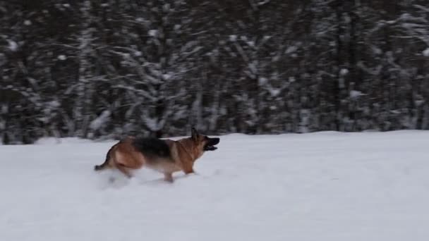 Séta kutyával télen a havas parkban. 4K lassított felvétel. Aktív energikus német juhász fut keresztül hósodródás után repülő csészealj, ugrik, és elkapja a fogak. - Felvétel, videó