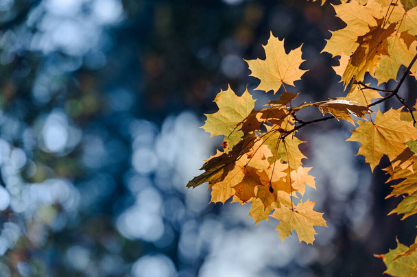 Autumn leaves of maple tree on the sun. Fall blurred background. - Photo, image