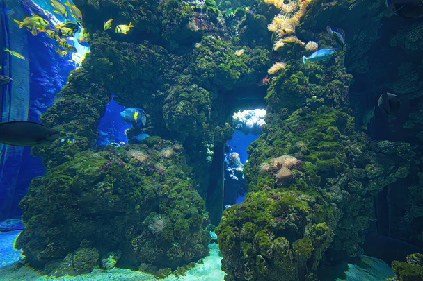 рыбы и морская черепаха в морском аквариуме - Фото, изображение