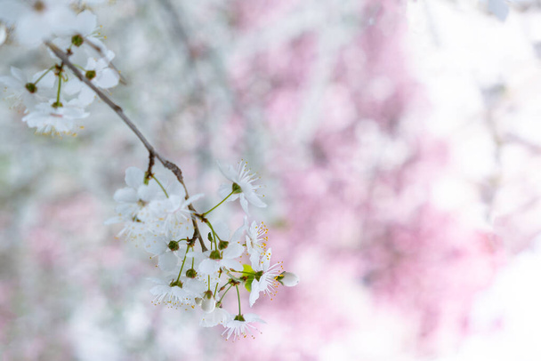 Baharın başında çiçek açan kiraz ağacının dalları. Bahar arkaplanı, kopyalama alanı - Fotoğraf, Görsel