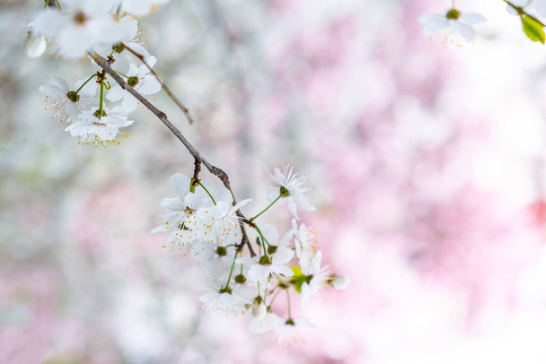 Twigs of cherry tree with white blossoming flowers in early spring. Spring background, copy space - Fotografie, Obrázek