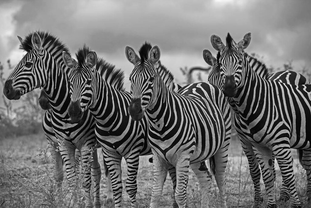 Monochromatický obraz skupiny hřebců Zebra v národním parku Kruger. Jižní Afrika - Fotografie, Obrázek