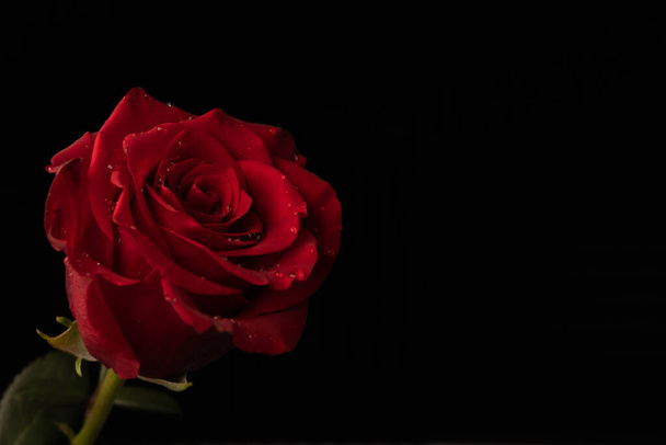 Red rose on black background. Copy space on right. - Foto, imagen