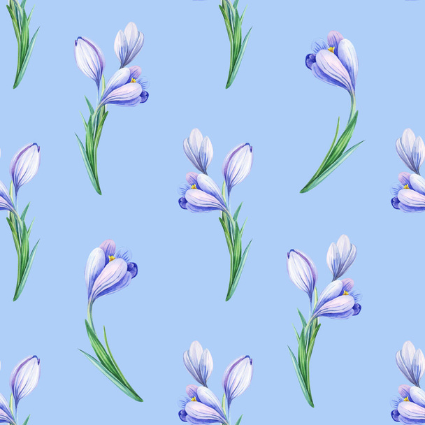 Beautiful spring seamless pattern with blue crocuses. Purple flowers of saffron - 写真・画像