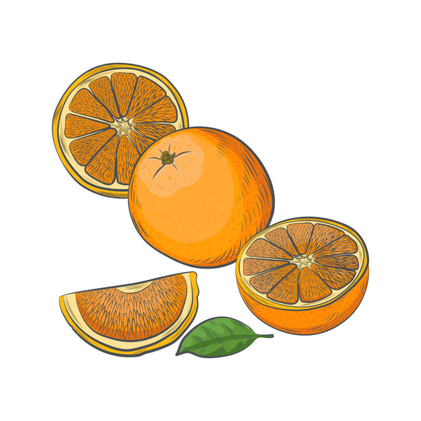 Hand drawn orange sketch isolated on white background. - Vector, Imagen