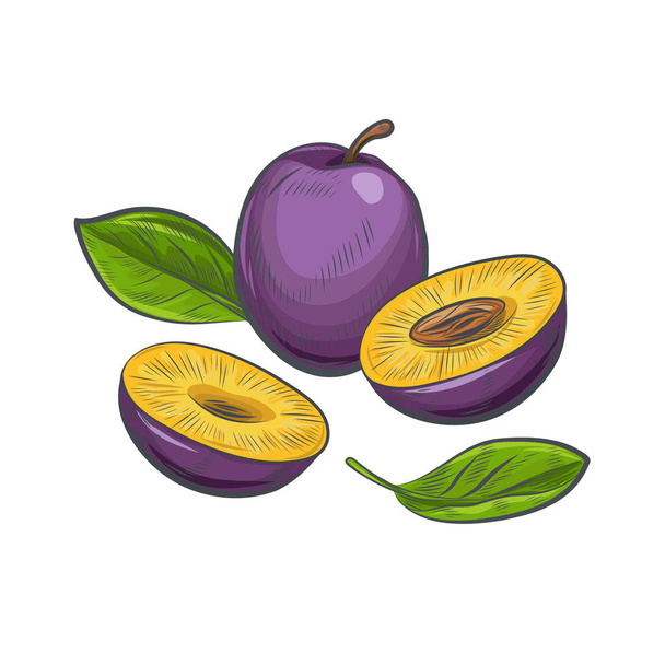 Hand drawn plum isolated on white background. - Vector, Image