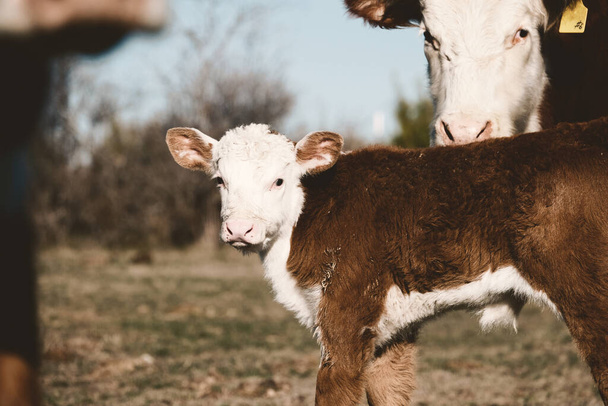 Hereford kudde met koe en kalf close-up op boerderij. - Foto, afbeelding
