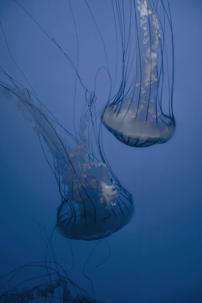 Jellyfish floating in the deep ocean. Macro view - Foto, immagini