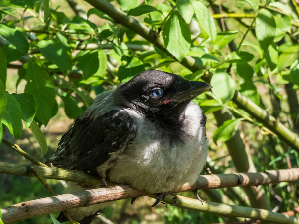 Extreme close-up opname van de jonge kraai met capuchon (Corvus cornix) met donker verenkleed met blauwe en grijze ogen zittend op een tak in een boom tussen groene bladeren met felle achtergrondverlichting - Foto, afbeelding