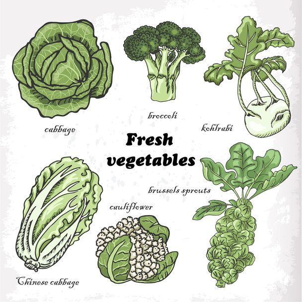 Set of cabbages - cauliflower, Chinese cabbage, broccoli, Brussels sprouts, kohlrabi - Vecteur, image
