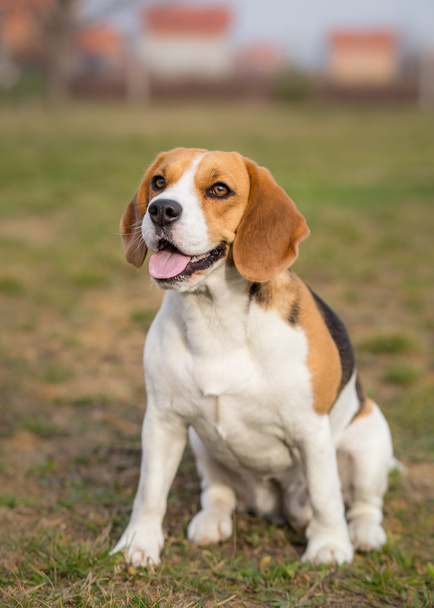 Beagle perro retrato al aire libre
 - Foto, imagen