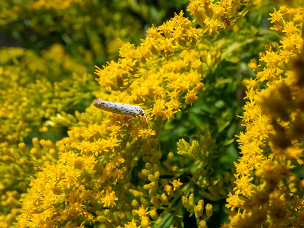 De vogelkers ermine (Yponomeuta evonymella) op gele bloem in het zonlicht. De voorvleugels zijn wit met rijen kleine zwarte vlekjes. De mot rust, de vleugels worden dicht bij het lichaam geplaatst - Foto, afbeelding