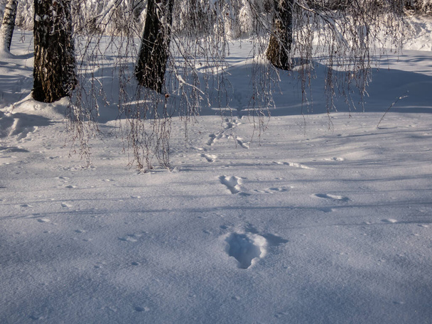 Stopy tlapek evropského zajíce nebo hnědého zajíce (Lepus europaeus) na půdě pokryté v zimě bílým sněhem - Fotografie, Obrázek