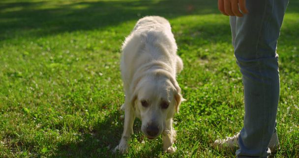 愛らしいゴールデンレトリバーは食べ物の軽食を食べます。所有者と緑の芝生の上で犬のポーズ - 写真・画像