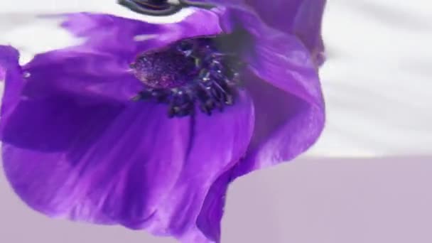 Μακρο λουλούδια φωτογραφίας. Στικ. Διαφανές νερό στο οποίο όμορφα μοβ λουλούδια βυθίζονται και συστρέφονται γύρω τους. - Πλάνα, βίντεο