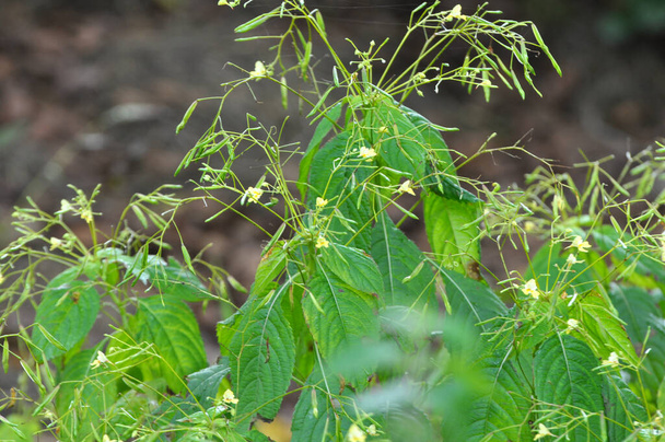 V létě, netrpěliví parviflora roste v divočině - Fotografie, Obrázek