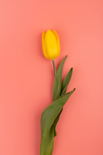Widok z góry tulipany z miejsca na ksero. Tło dla kobiet, 8 marca Walentynki, 14 lutego. Płaski styl układania, widok z góry, makieta, szablon, nad głową. Karta okolicznościowa - Zdjęcie, obraz